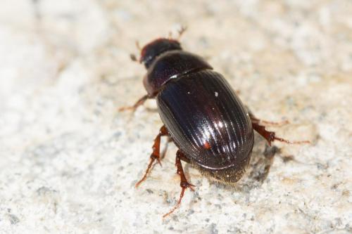 Aphodiinae